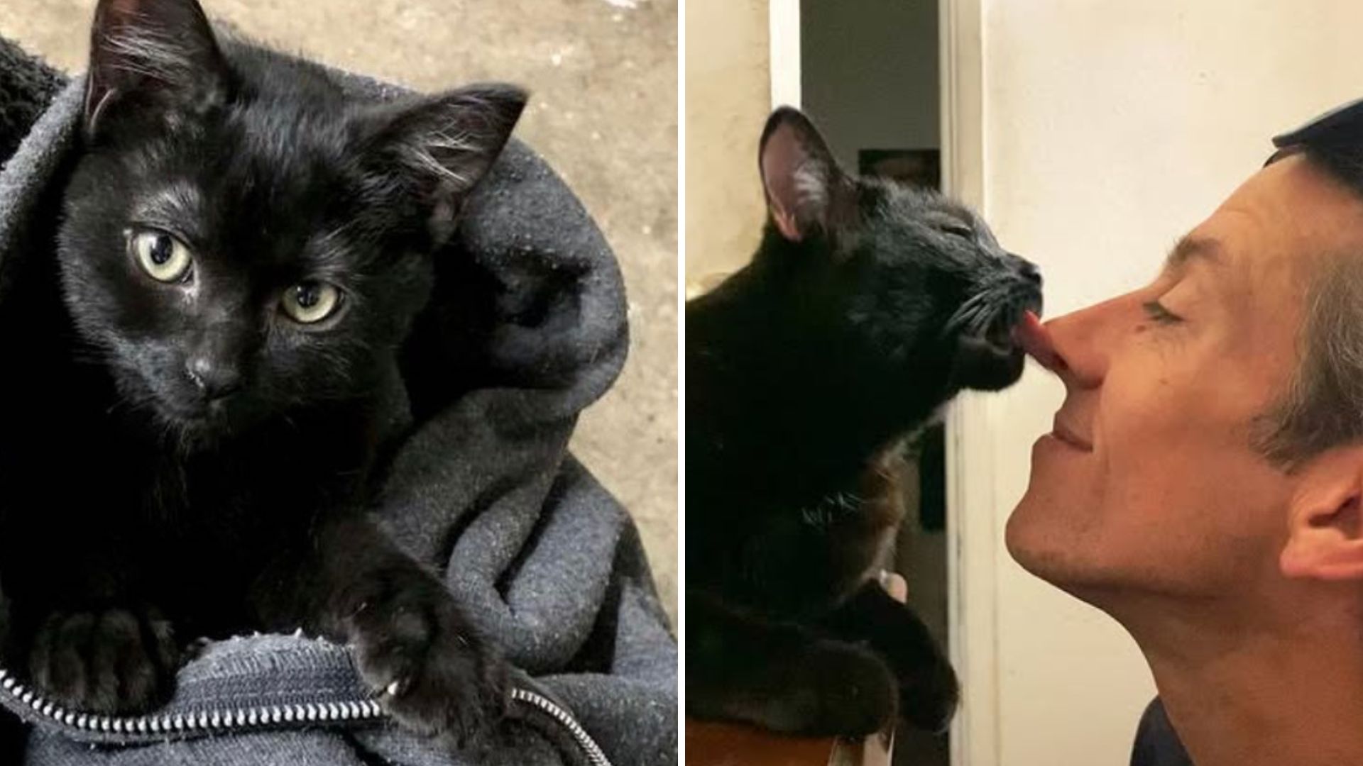 stray black kitten