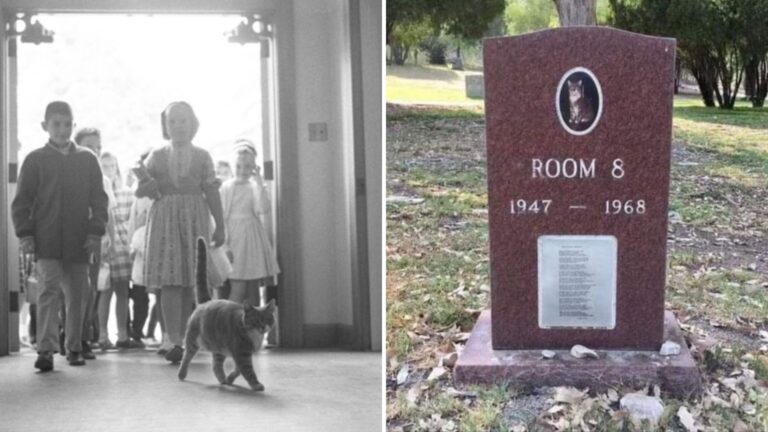 memorial for a unique named cat