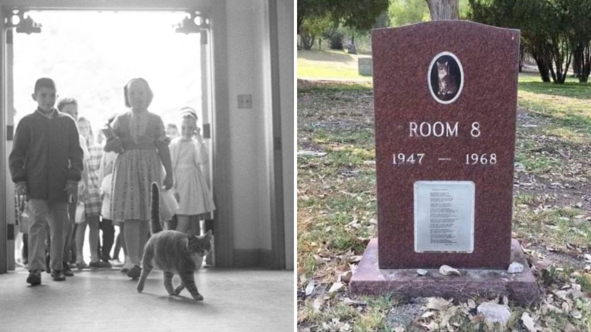 memorial for a unique named cat