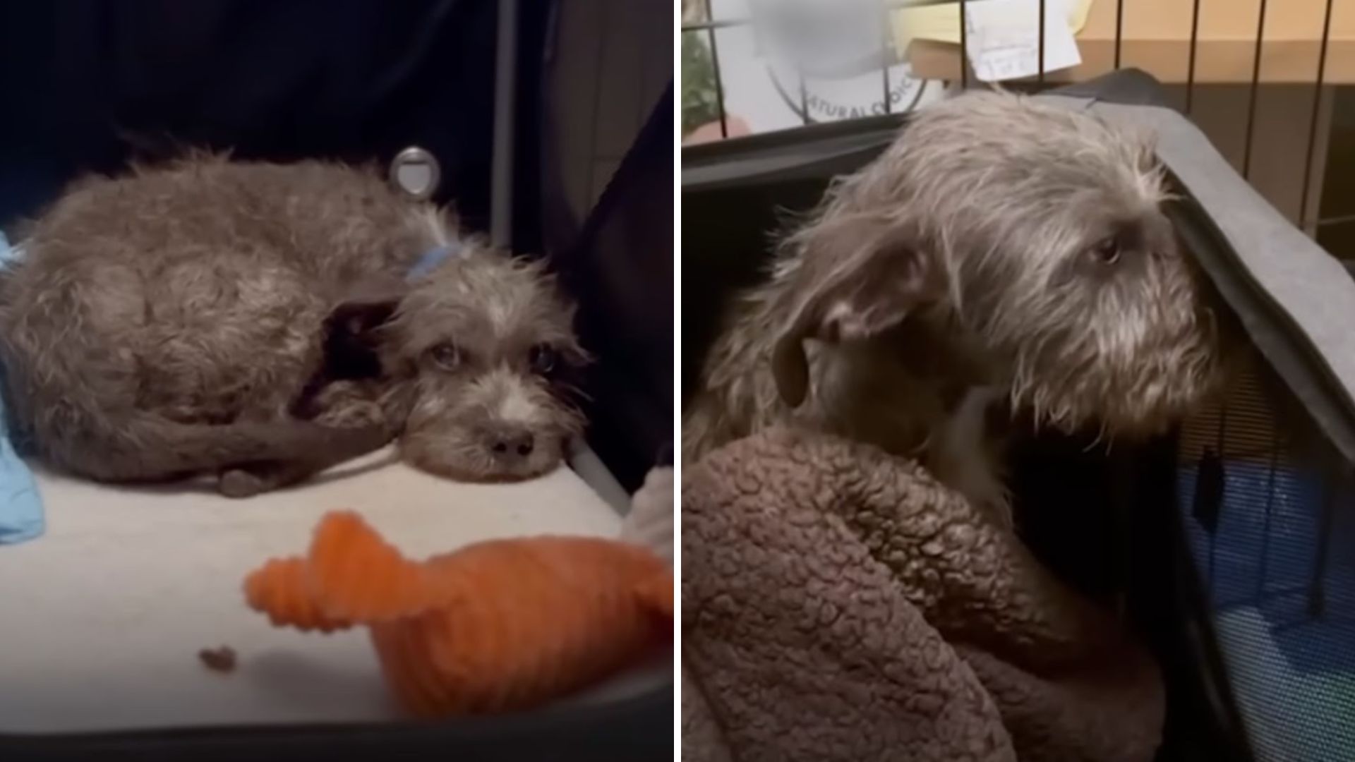 dog suffering from diabetes