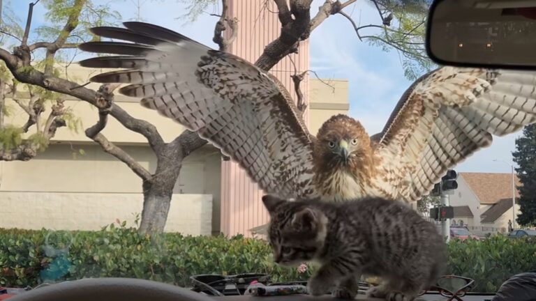 hawk attacking kitten
