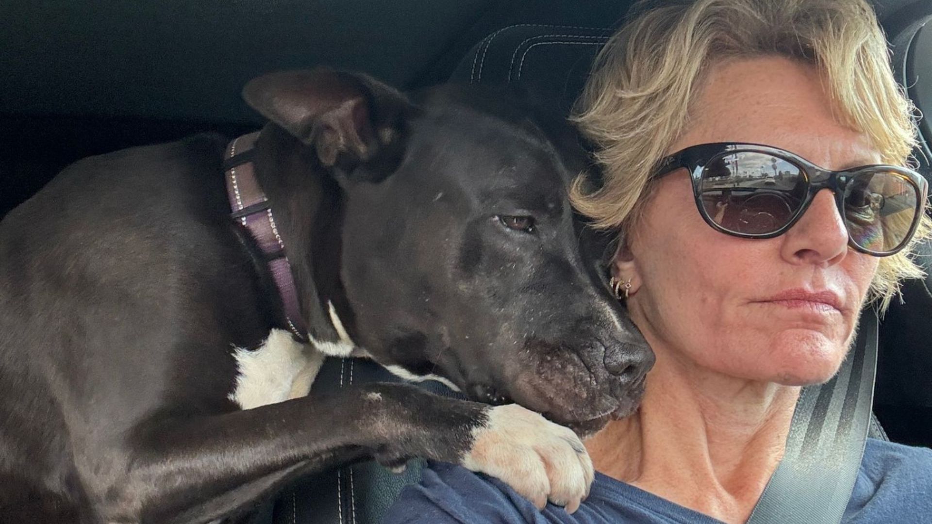 dog comforts rescuer after adopter bail