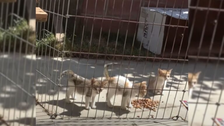 rescues kittens