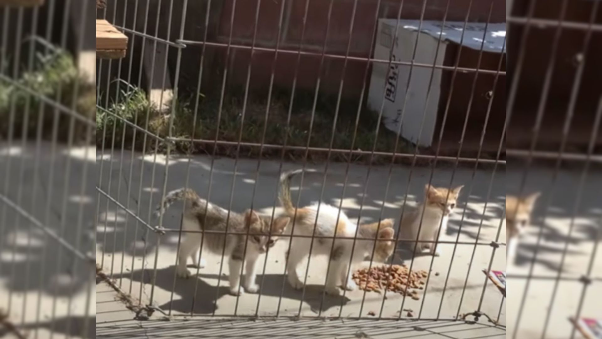 rescues kittens