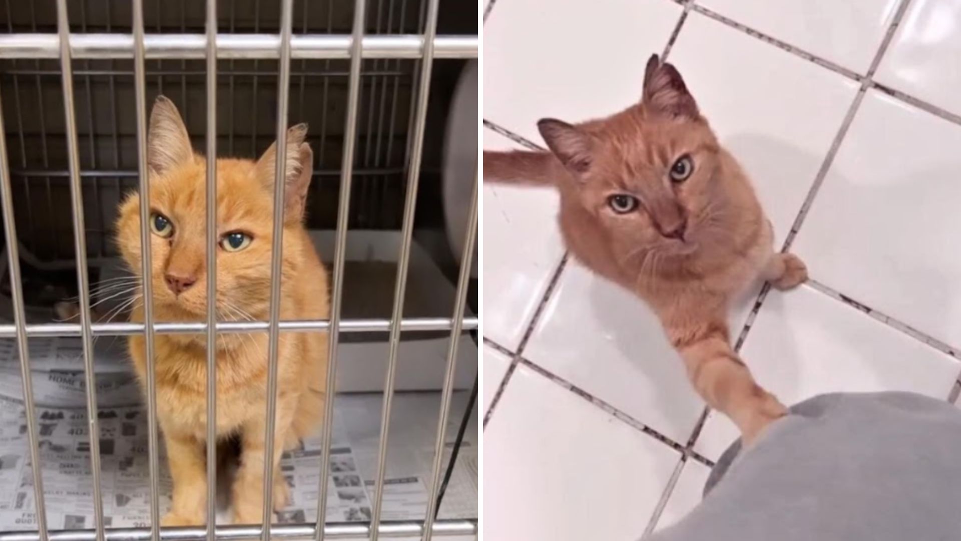 woman adopts elderly sick cat