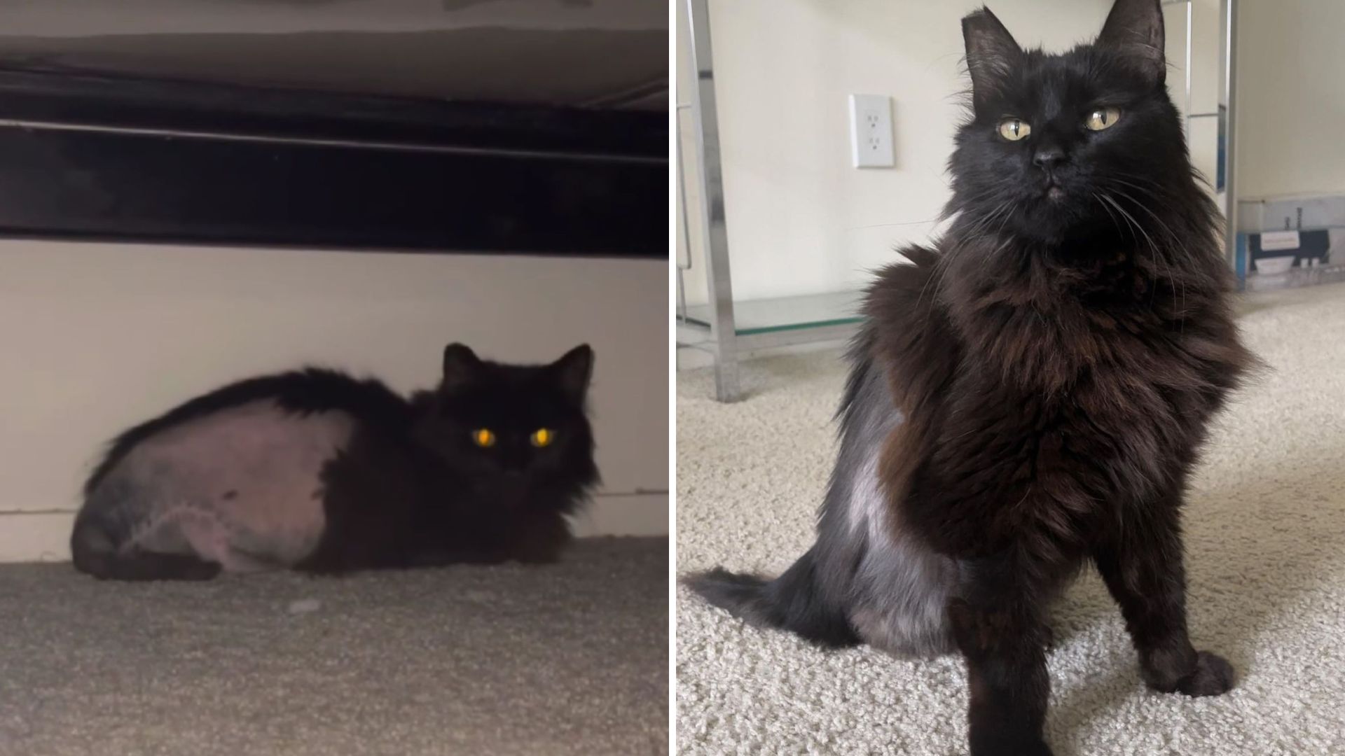 black senior cat