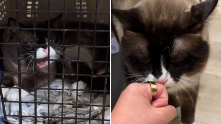 aggressive cat