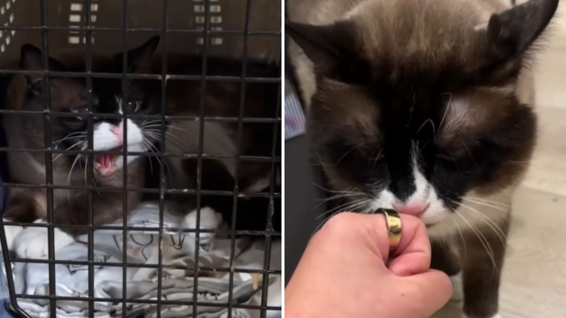 aggressive cat