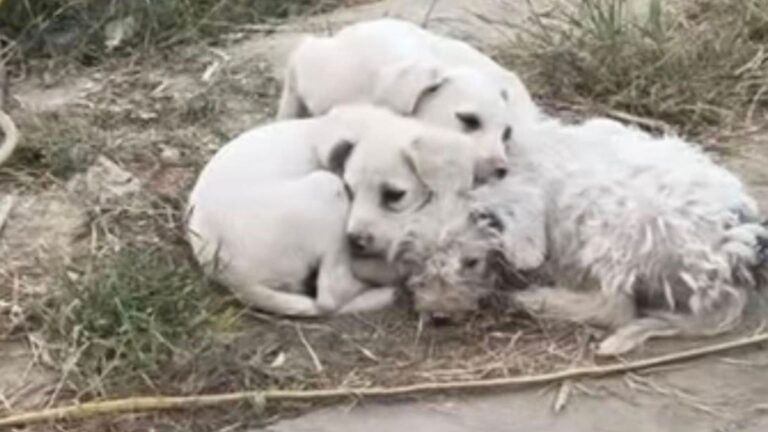 little white puppies