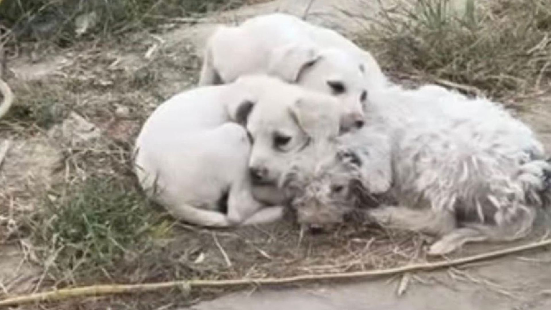 little white puppies