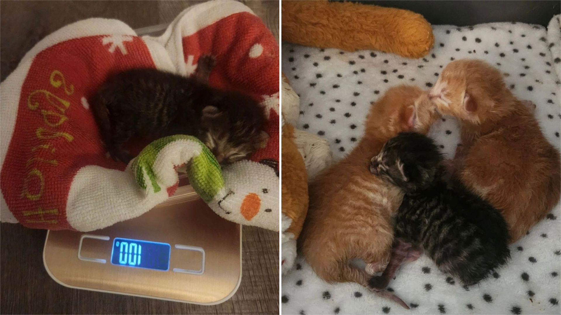 trio newborn kittens