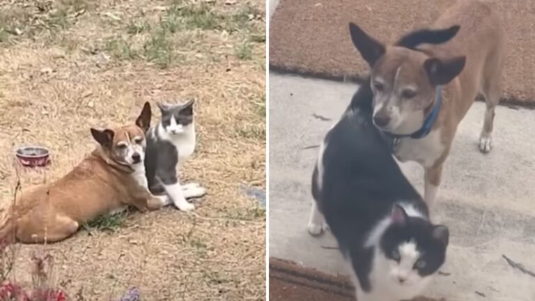 sanctuary cat falls in love with a dog