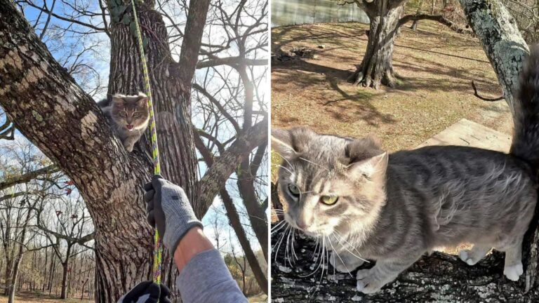 cats tree climbing