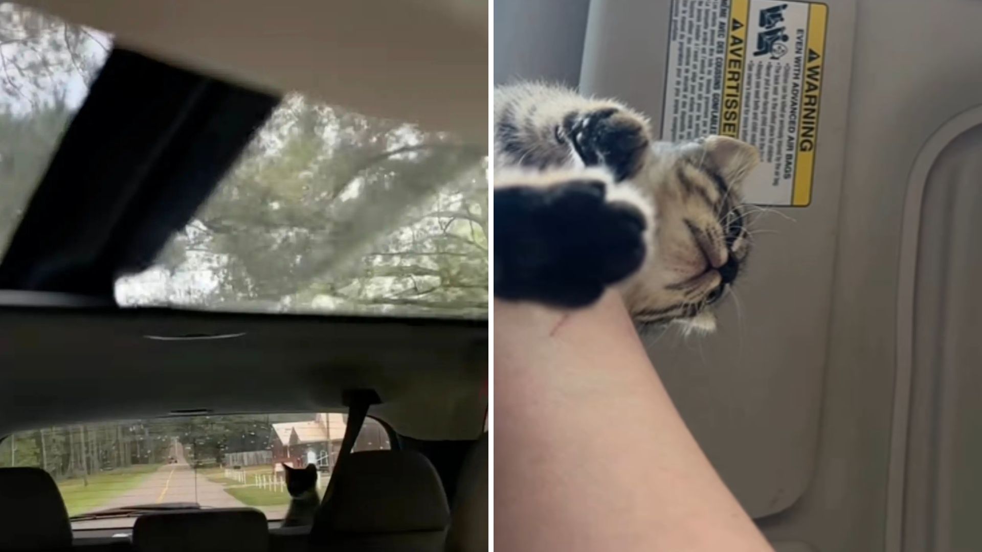 cat in car