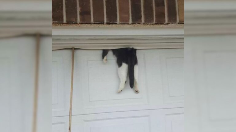 cat is napping on top of garage