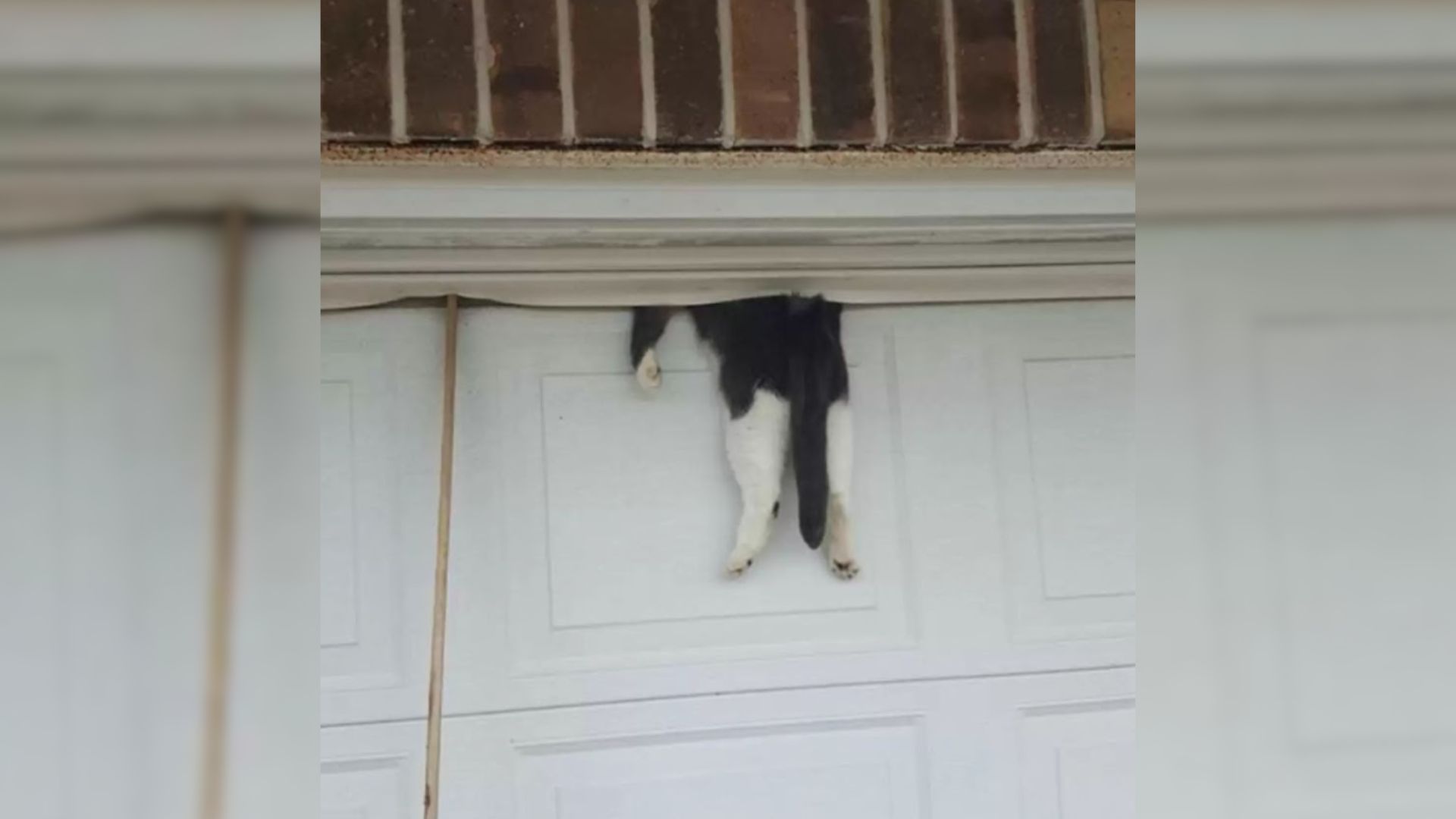 cat is napping on top of garage