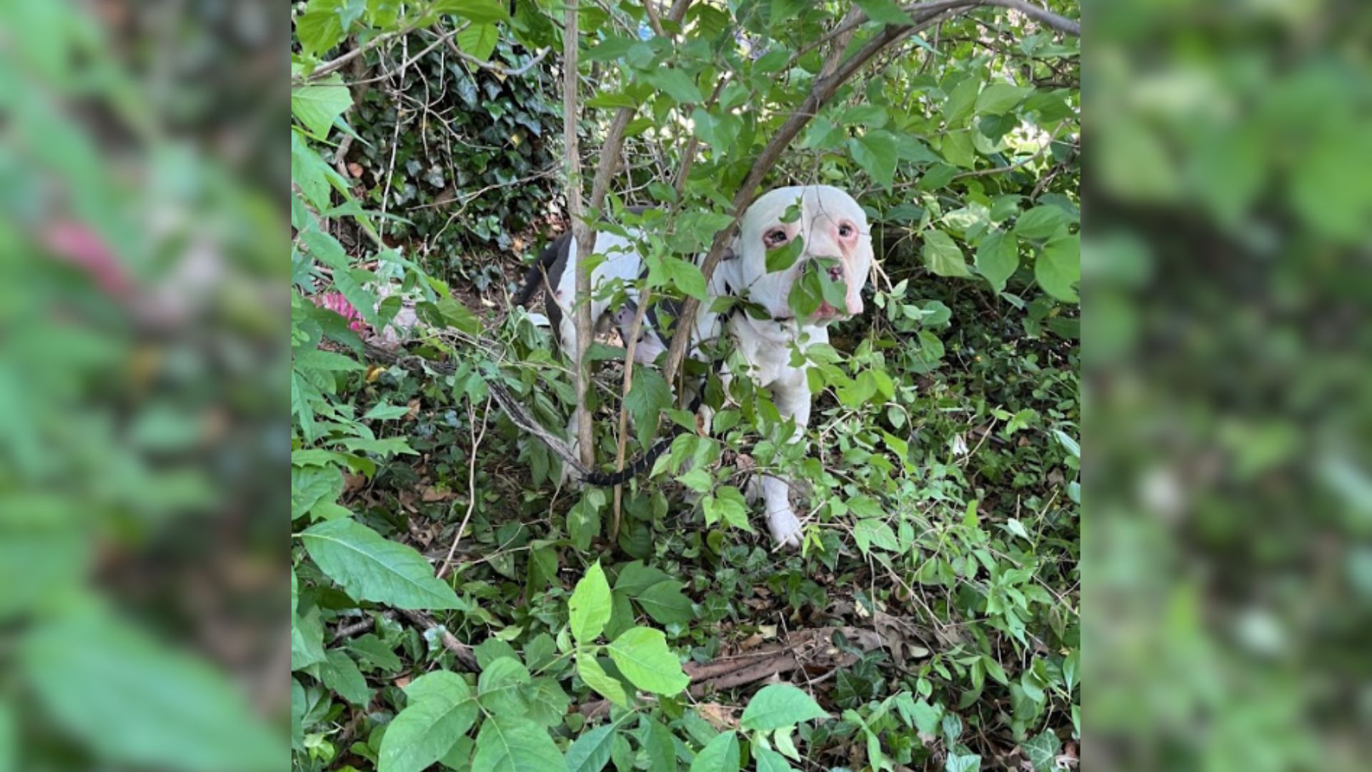 neighbors notice dog hiding in bushes