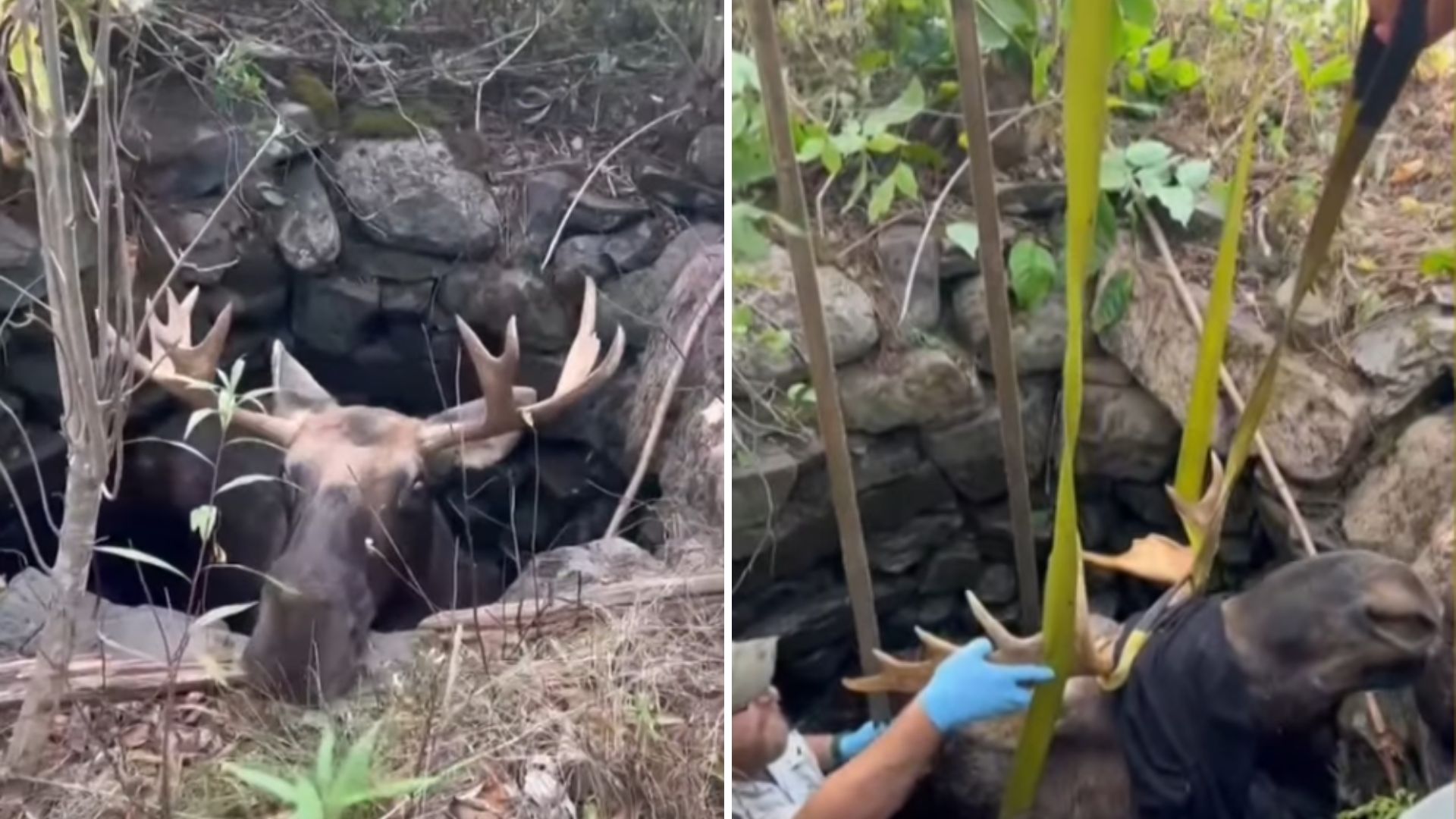 bull moose trapped in well
