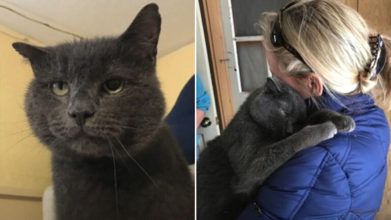 cat with leukemia