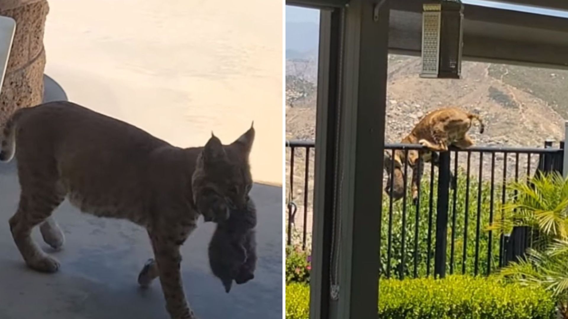 wild bobcat carrying kitten