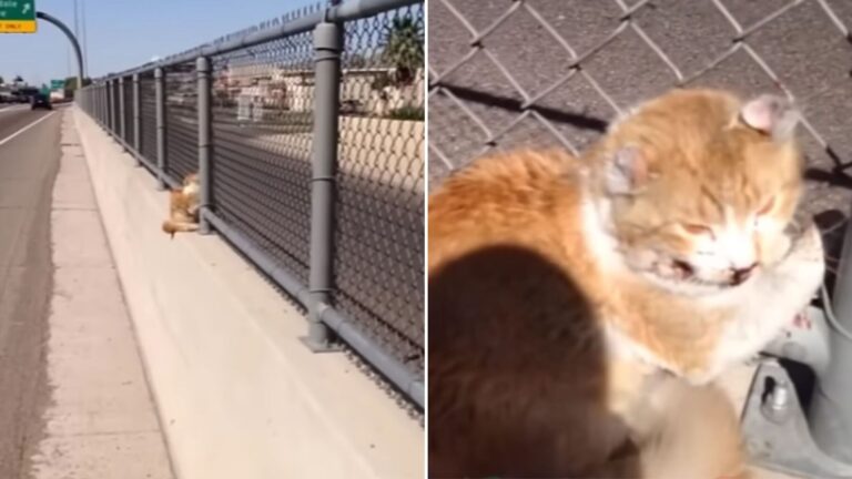 injured cat on a freeway