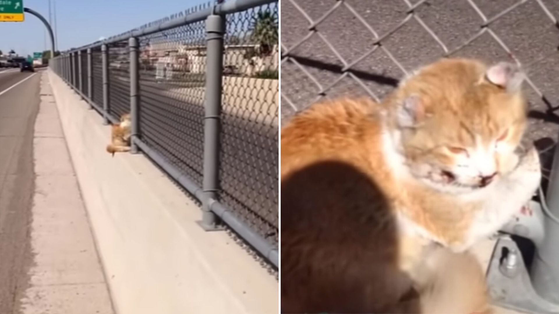 injured cat on a freeway