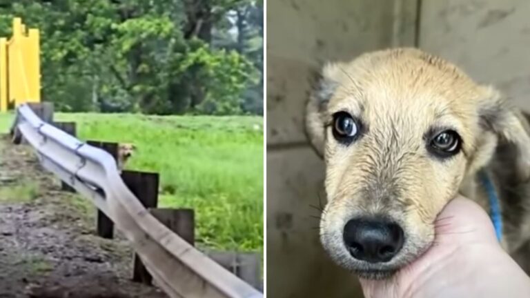 abandoned dog