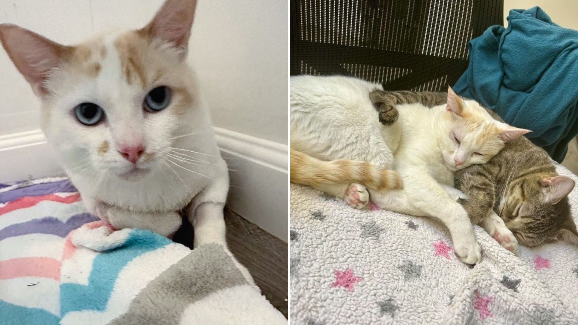 unique feline wins over other cats