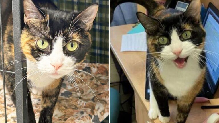 cat finds home