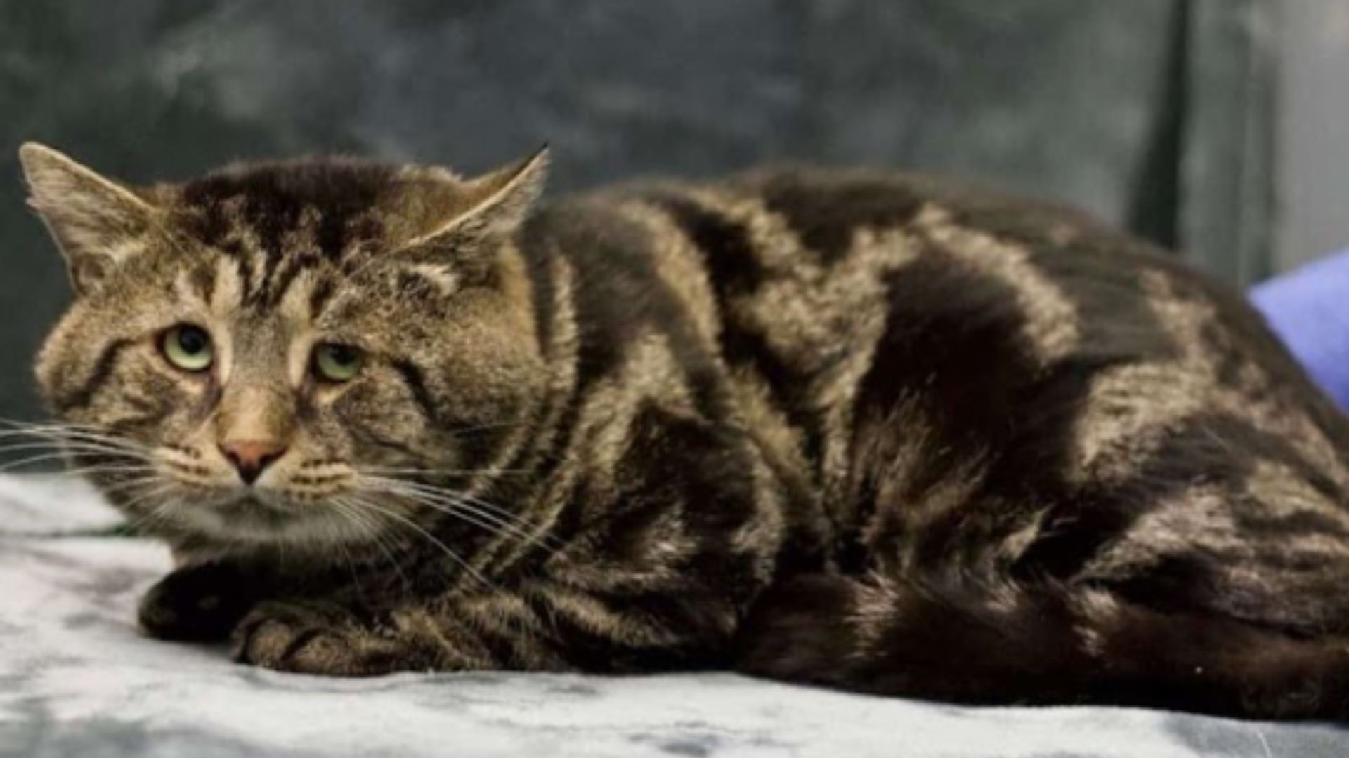 Maryland Couple Drives Two Hours To Adopt A Cat Described As Sad And Lonely