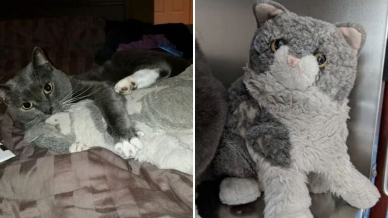 senior cat stuffed toy