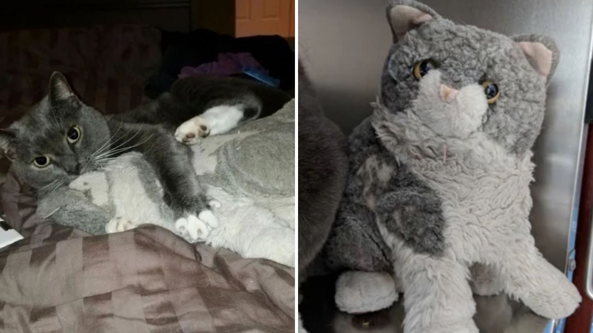 senior cat stuffed toy