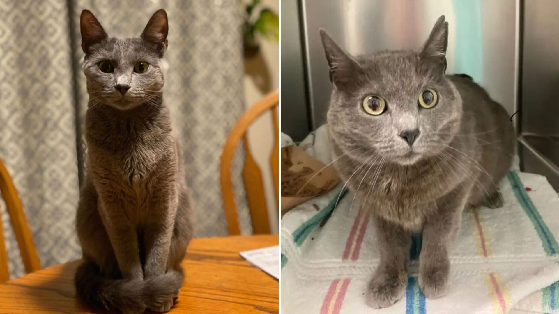 Beloved Cat Disappeared