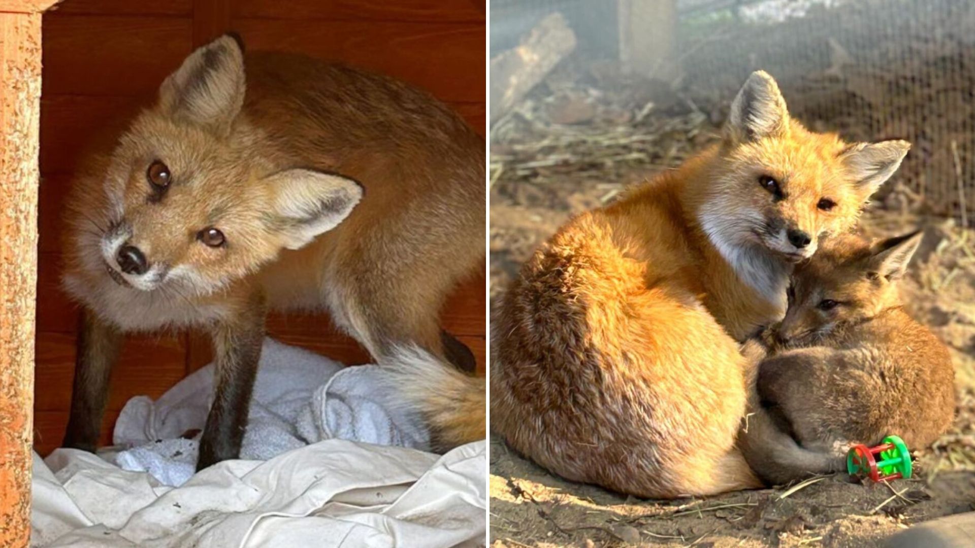 sweet fox
