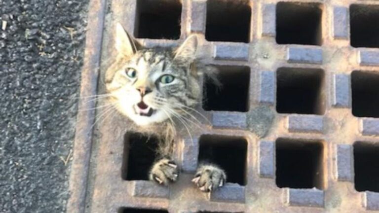 cat stuck in a drain