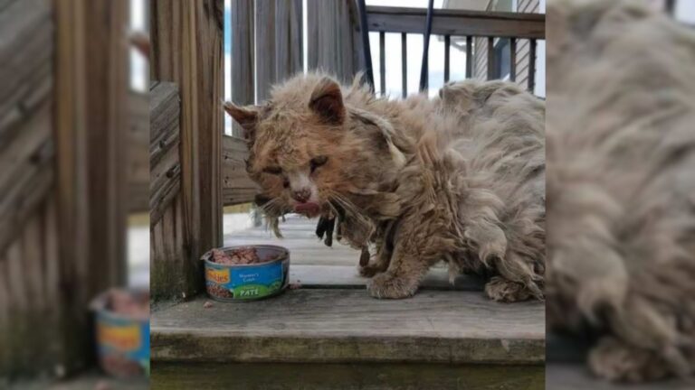 elderly cat with fiv