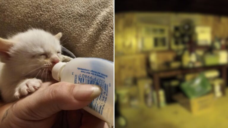 woman finds kitten