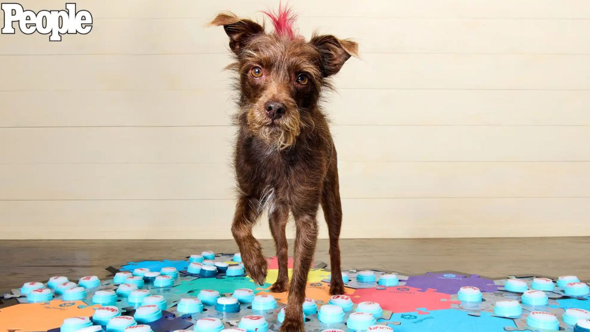 worlds cutest rescue dog