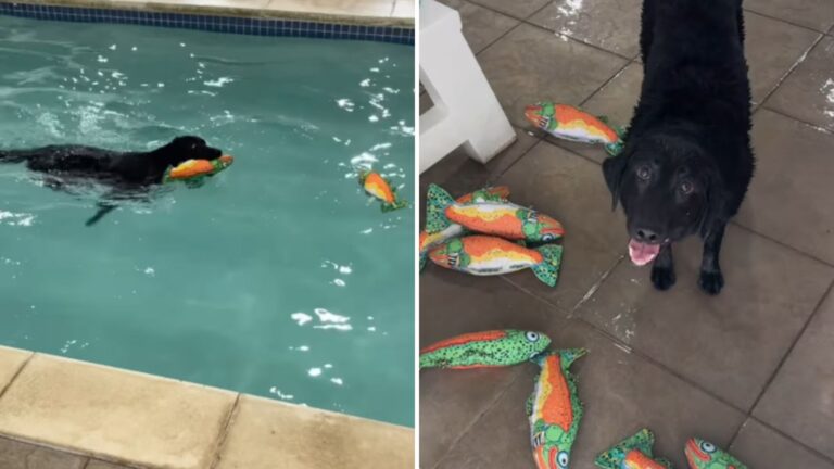 dog with the coolest job ever
