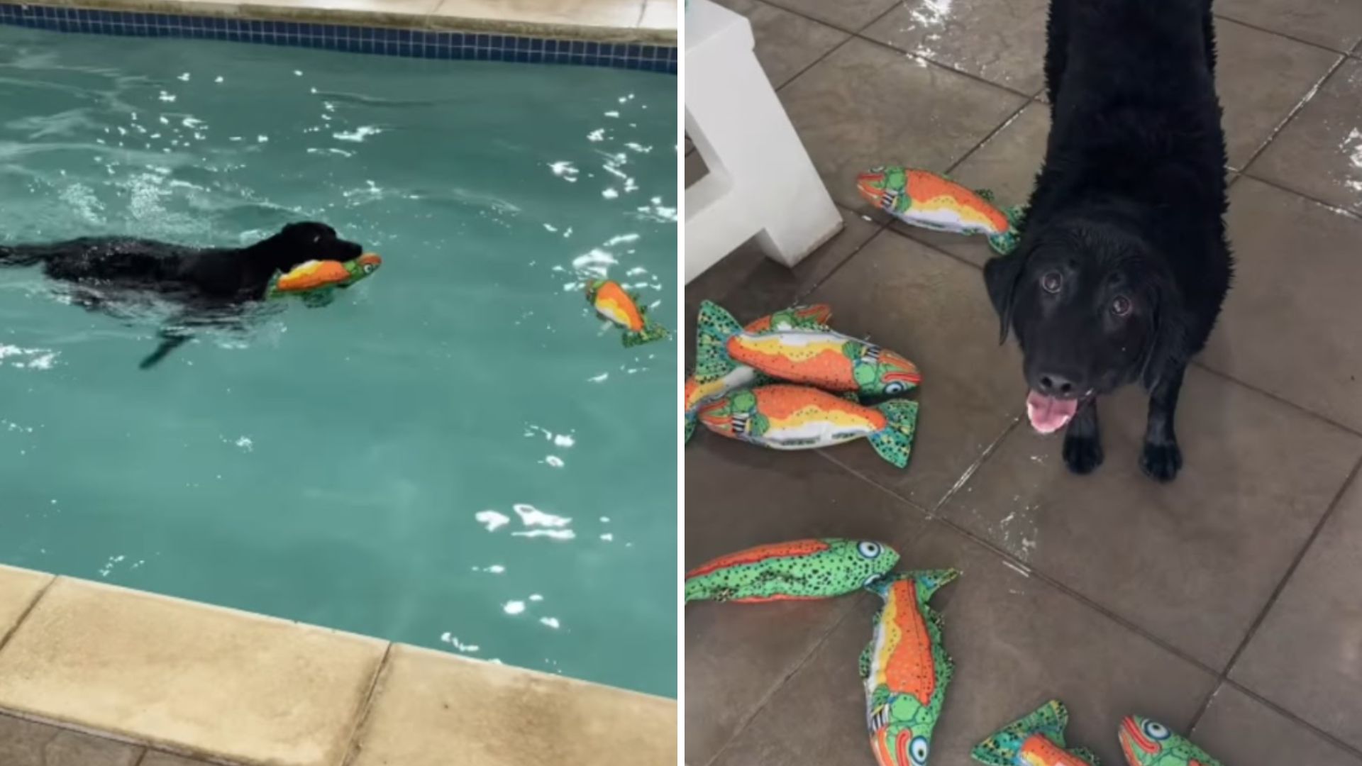dog with the coolest job ever