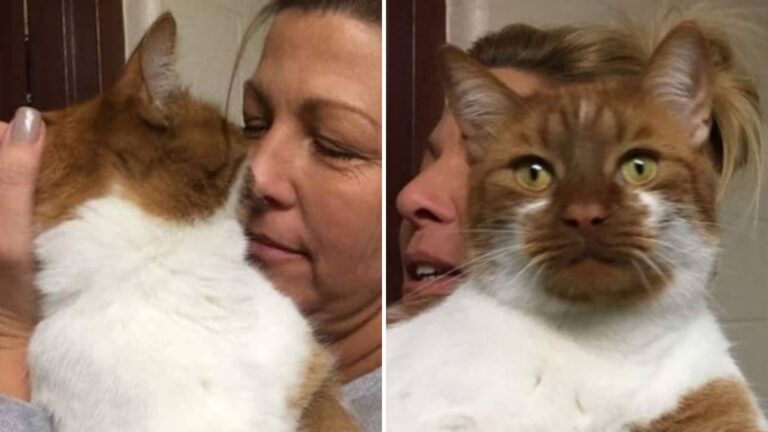 hero cat