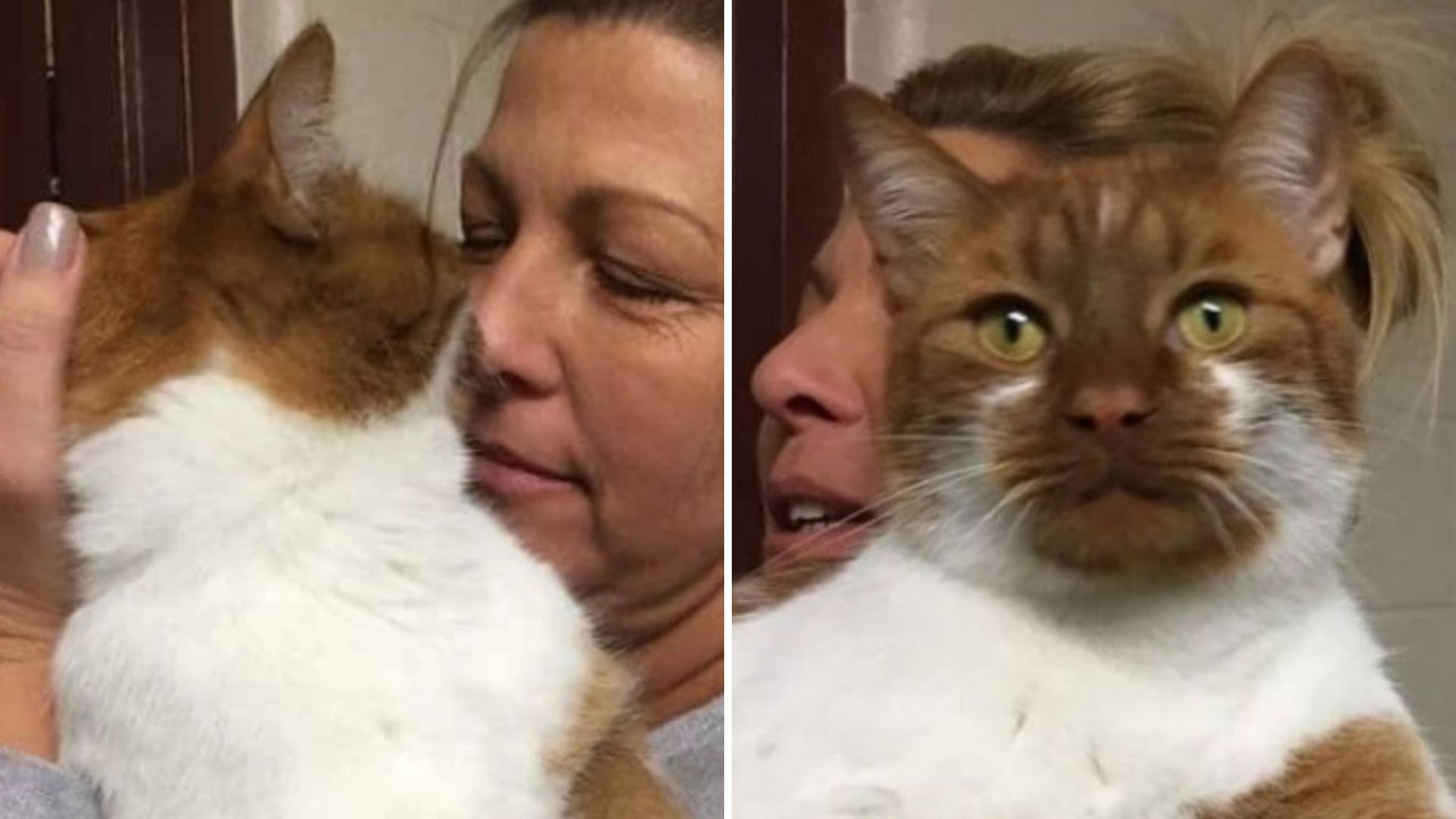 hero cat