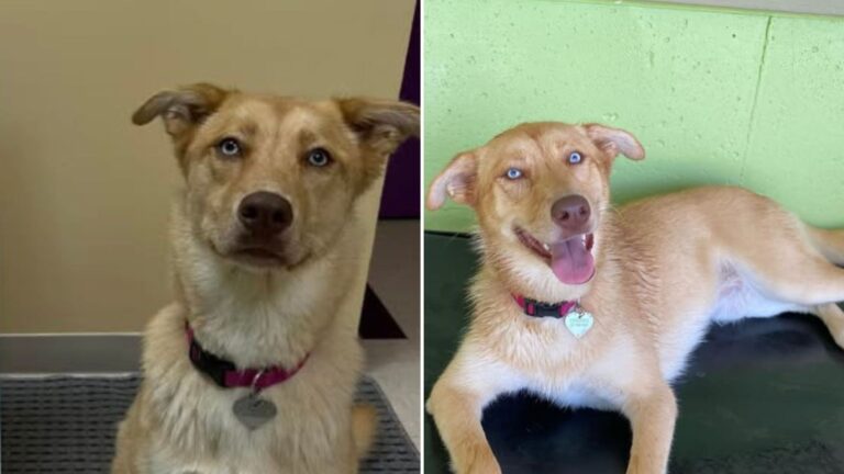 dog at daycare