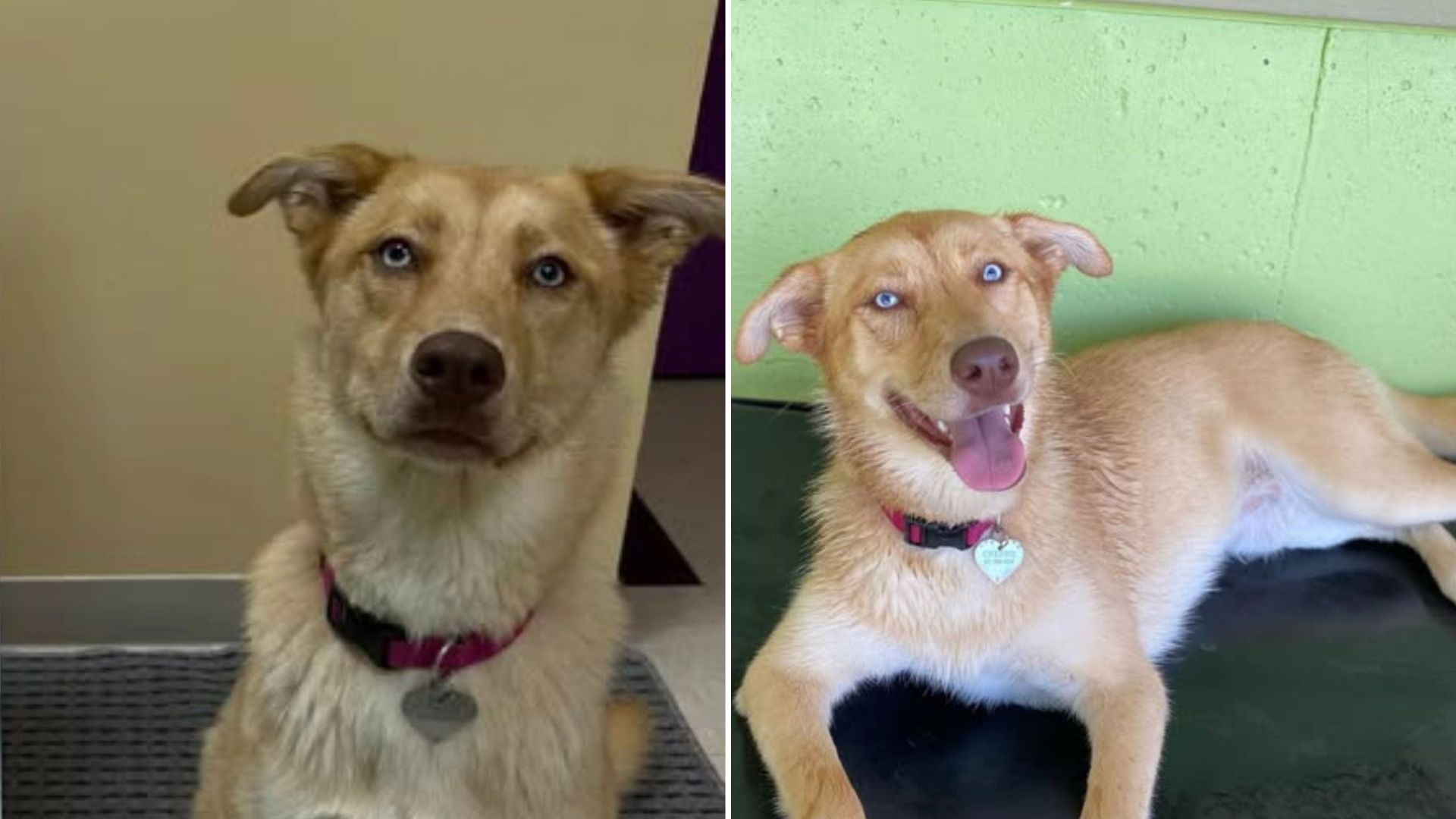 dog at daycare