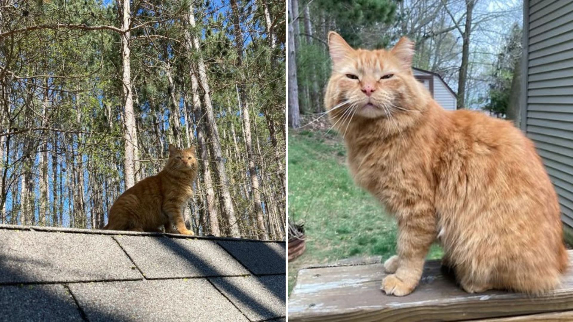 stray orange cat