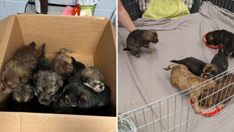 abandoned puppies