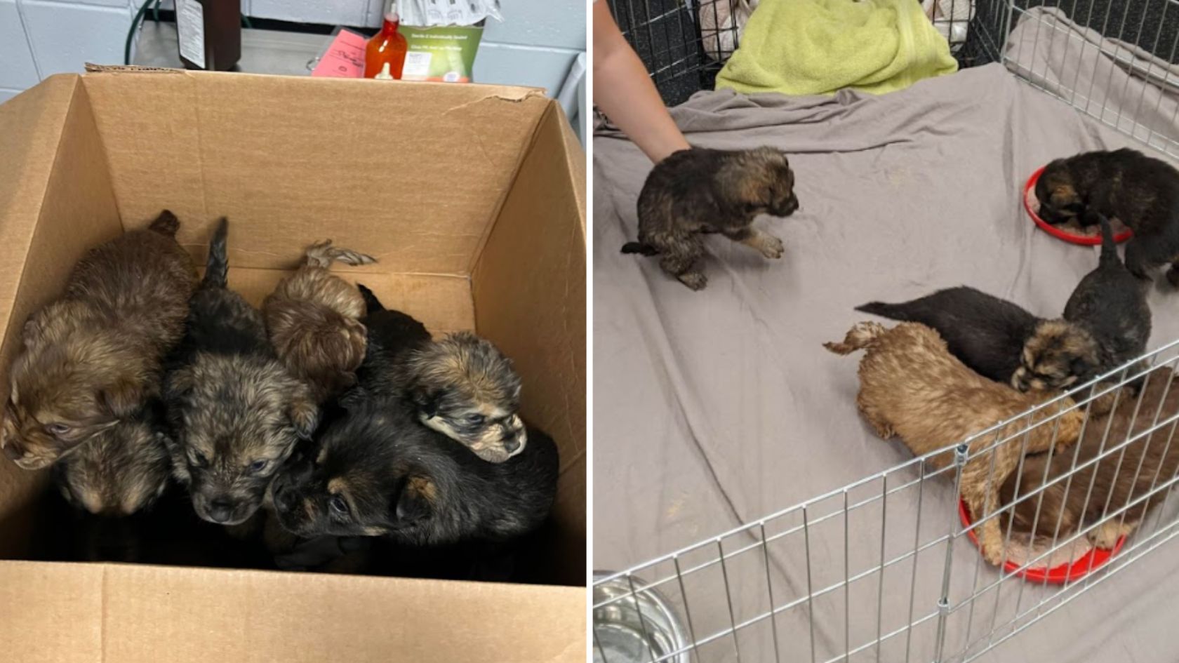 abandoned puppies