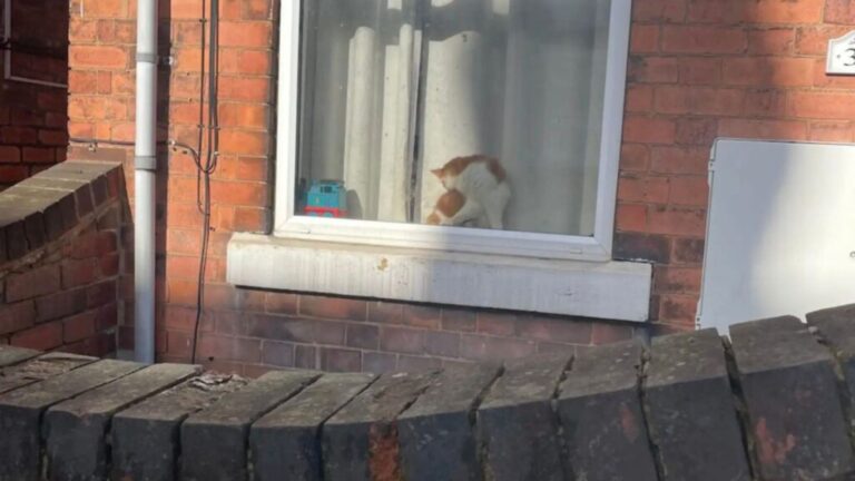 cat in strangers window