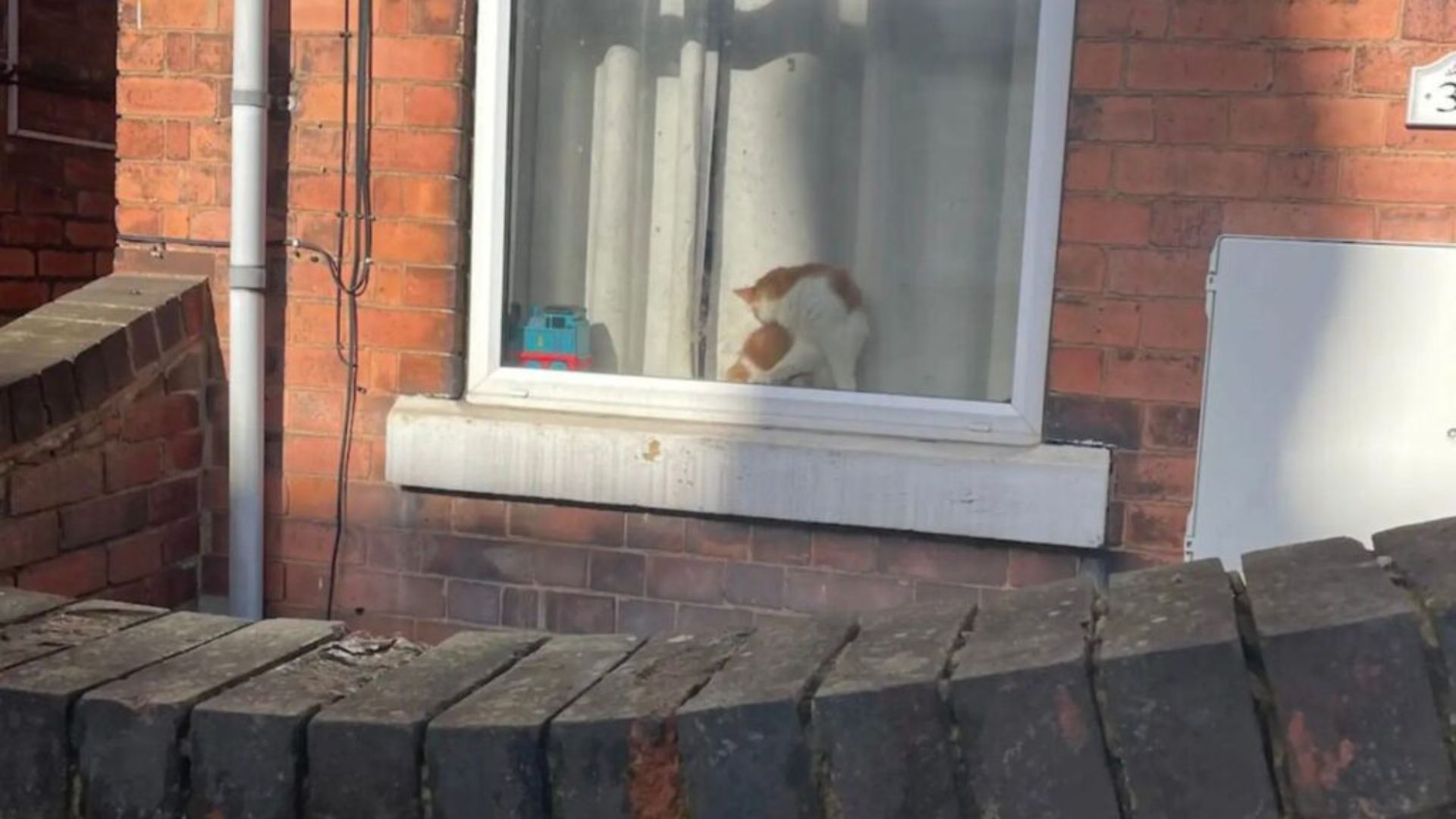 cat in strangers window