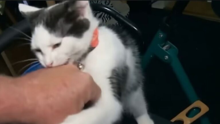 fluffy the cat
